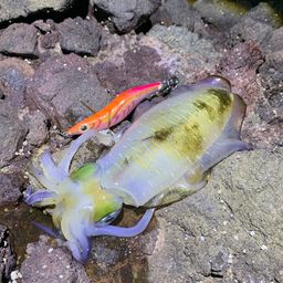 アオリイカ