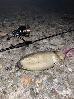 コウイカの釣果