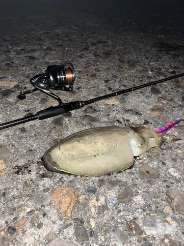 コウイカの釣果