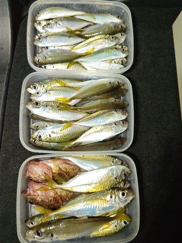 アジの釣果