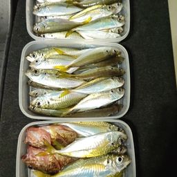 アジ