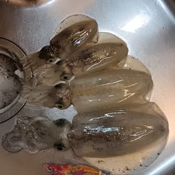 アオリイカ