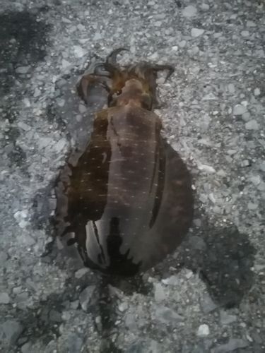 津久見湾