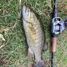 スモールマウスバス