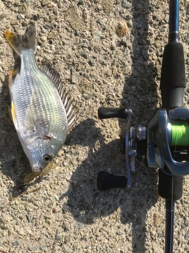 キビレの釣果
