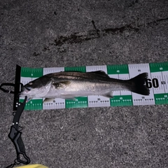 フッコ（マルスズキ）の釣果