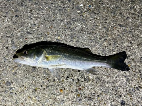三河湾