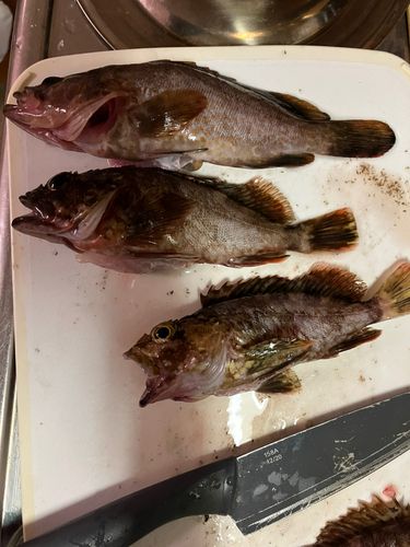カサゴの釣果