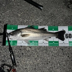 フッコ（マルスズキ）の釣果