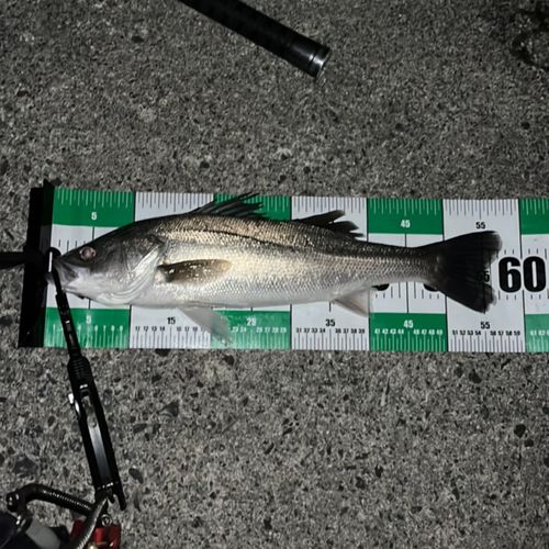 フッコ（マルスズキ）の釣果