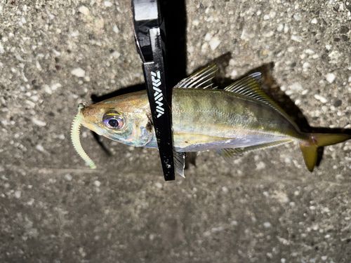 マアジの釣果