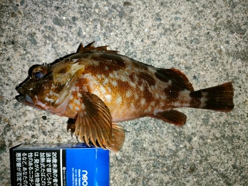 ガシラの釣果