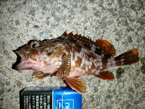 ガシラの釣果