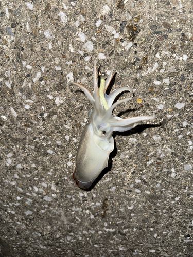 シリヤケイカの釣果