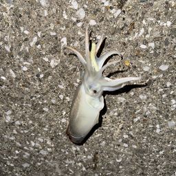 シリヤケイカ