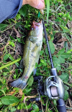ブラックバスの釣果