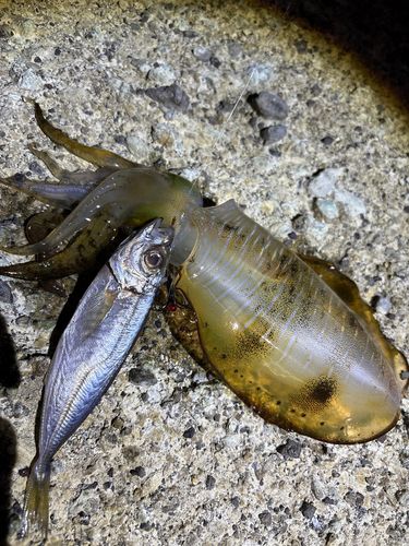 釣果