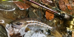 ヤマメの釣果