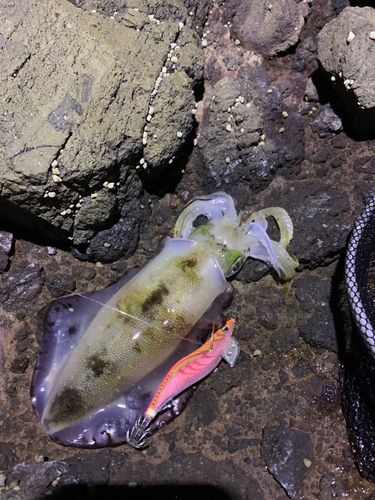 アオリイカの釣果