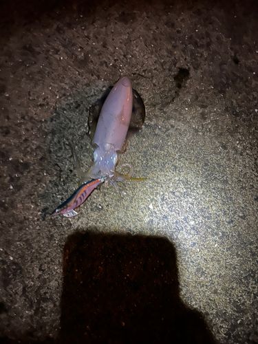 神戸空港親水護岸