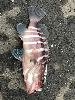 マハタの釣果