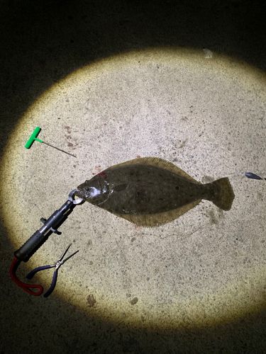 ヒラメの釣果