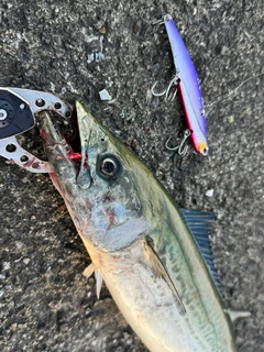サゴシの釣果