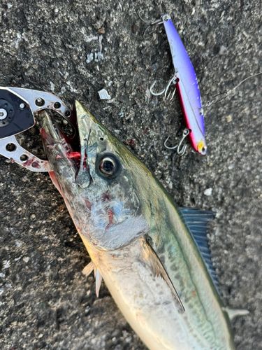 サゴシの釣果