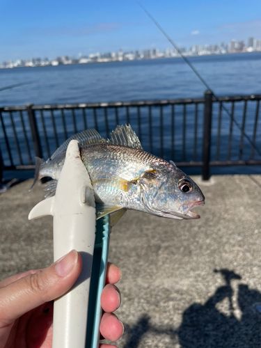 イシモチの釣果