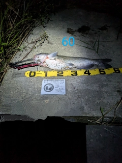 アメリカナマズの釣果