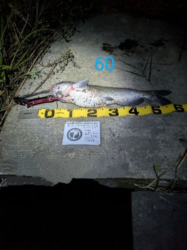 アメリカナマズの釣果