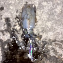 アオリイカ