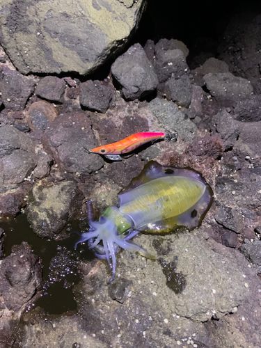 アオリイカの釣果