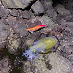 アオリイカ