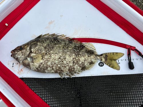 アイゴの釣果
