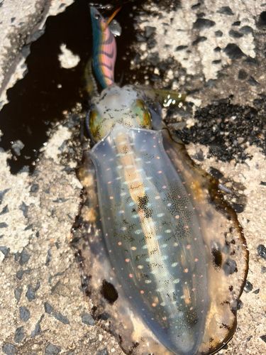 アオリイカの釣果