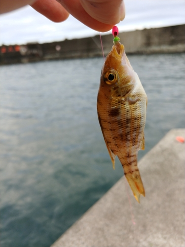 イトフエフキの釣果