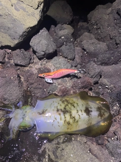 アオリイカの釣果