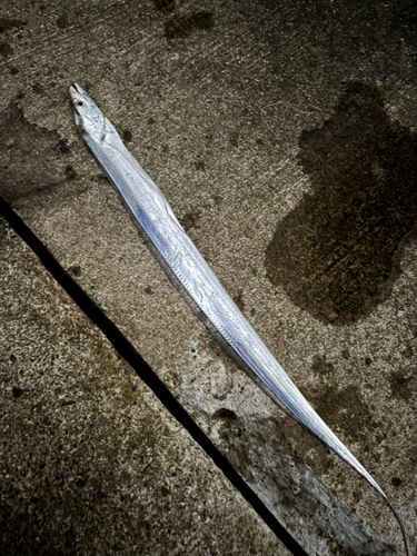 タチウオの釣果