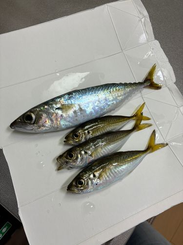 大阪湾