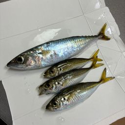 アジ