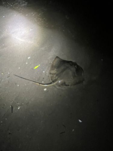 アカエイの釣果