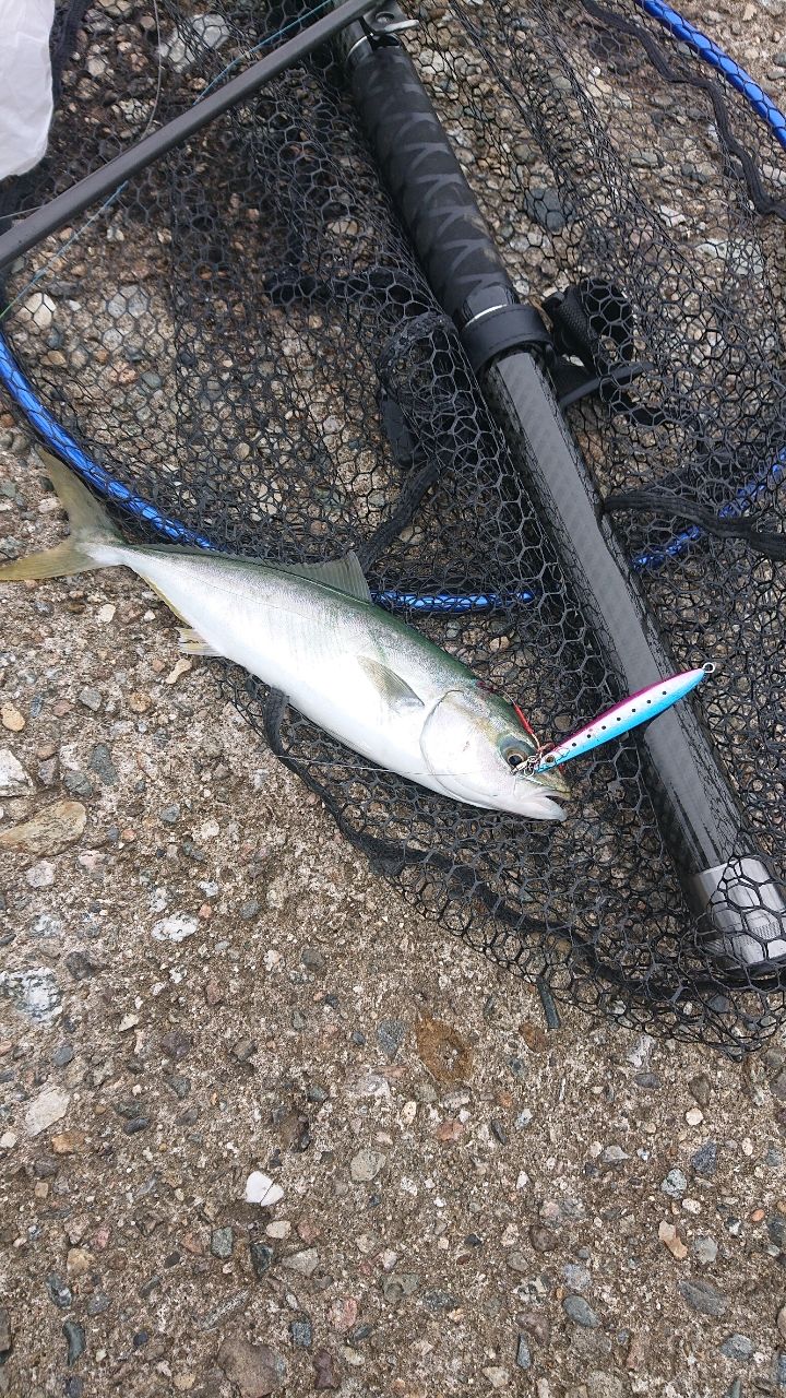 DAIWA ジグキャスター ライト 2019年モデルの最安値・インプレ