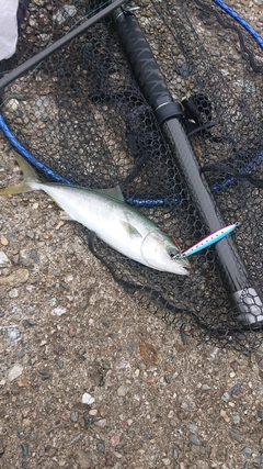 コゾクラの釣果