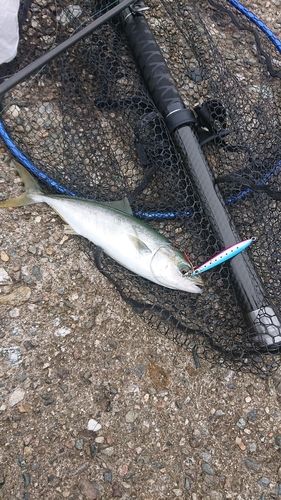 コゾクラの釣果