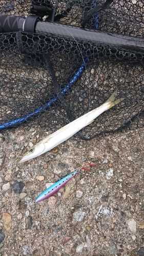 カマスの釣果