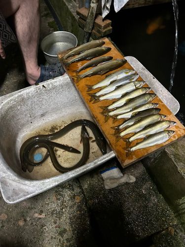 アユの釣果