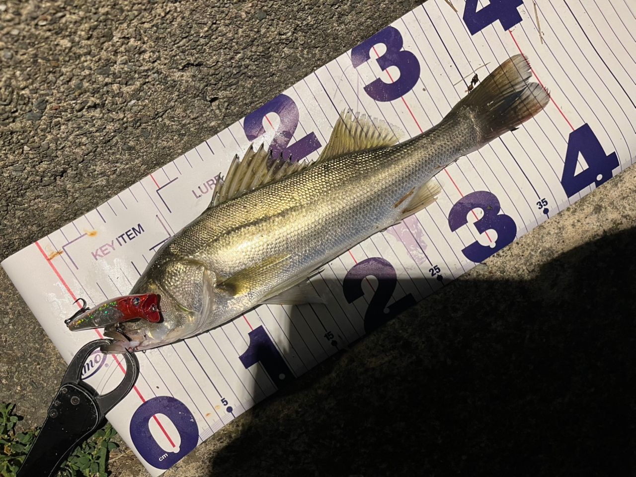 SHIMANO 18ディアルーナ S96MLの最安値・インプレ・釣果 | 本音