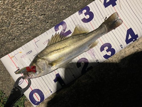 シーバスの釣果