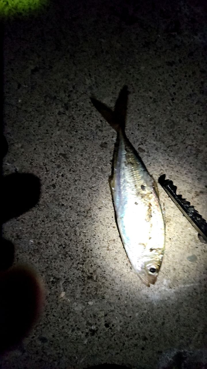 チヌ